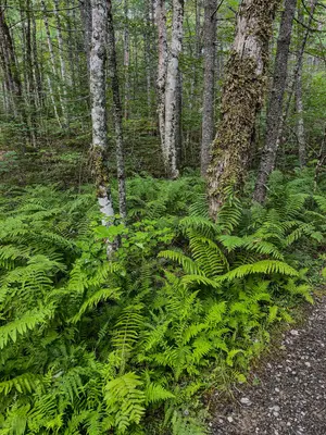 Big Dam Lake Trail - Kejimkujik National Park 3