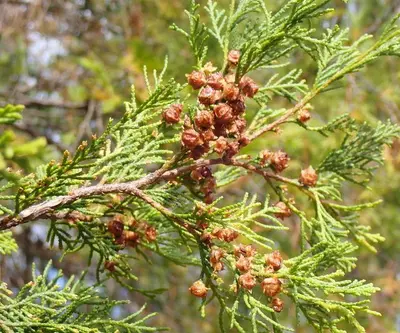 Gulf White Cypress, Apalachicola National Forest, Florida 1