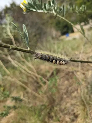 Orgyia vetusta 500694000