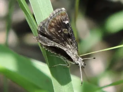 Hesperopsis alpheus 4926811