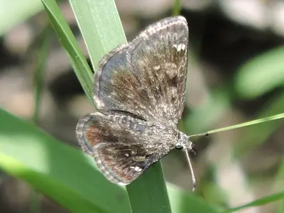 Hesperopsis alpheus 4926810