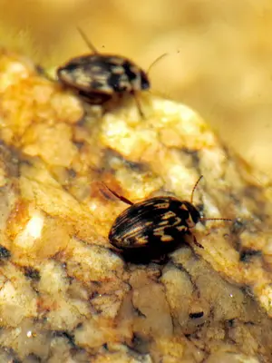 Boreonectes aequinoctialis