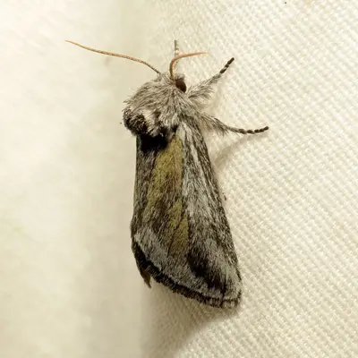 Prominent Moth (37925644816)