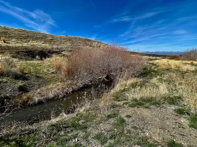 Calm Creekside (55186002058)