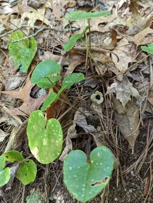 Whole-plant view of Asarum rosei