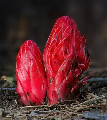 Sarcodes sanguinea Tahoe NF