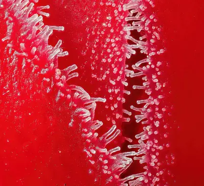 Sarcodes sanguinea Tahoe NF closeup