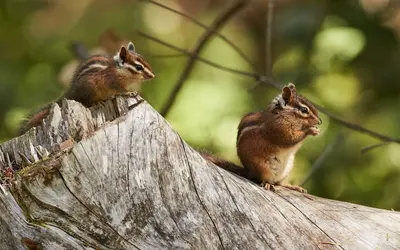 Chipmunks at Samuel P. Taylor State Park , 2017 (Explored) - Flickr - wikiphotographer
