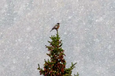 American Robin at Bow Lake in snow - Flickr - gailhampshire