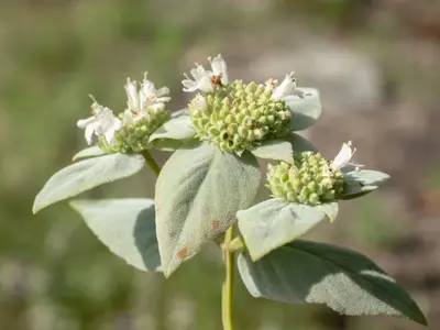 Pycnanthemum muticum inflorescence side angle