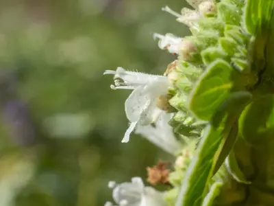 Pycnanthemum muticum corolla side view