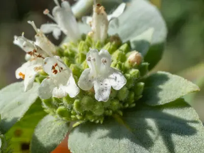 Pycnanthemum muticum corolla