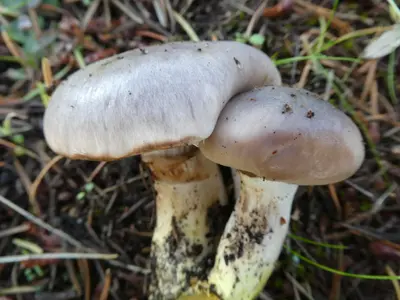 Gomphidius oregonensis 103774263