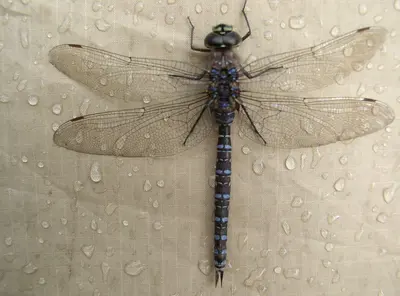 Aeshnidae- Aeshna cf. palmata (Paddle-tailed Darner) female