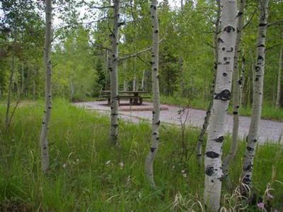 Lodgepole at Flaming Gorge