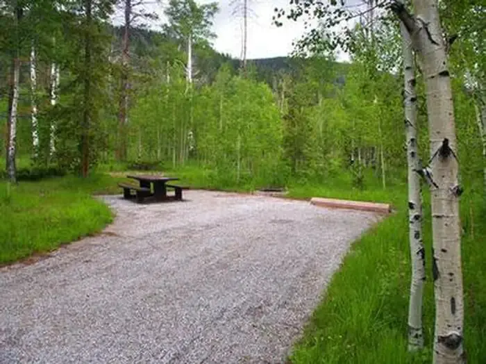 Lodgepole at Flaming Gorge