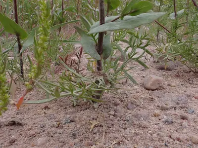 Lepidium perfoliatum - clasping pepperweed - 53007078414