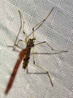 Afrolimnophila irrorata