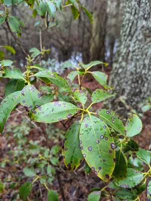 Mycosphaerella colorata 416912884