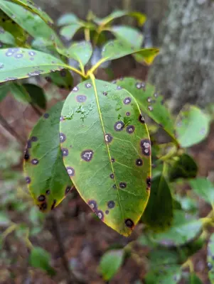 Mycosphaerella colorata 416912836