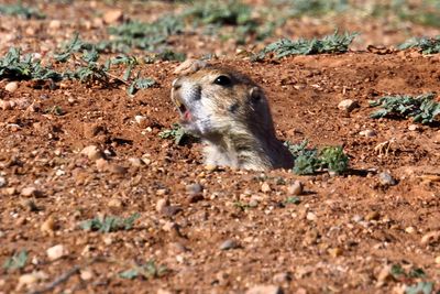Black Tailed Prairie Dog Profile Caprock Canyons SP Texas 2023
