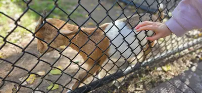 Ramsey Park Zoo Goat