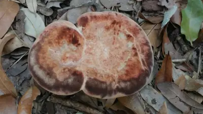 Laetiporus persicinus 9463779