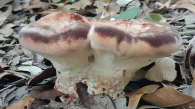 Laetiporus persicinus 9463787