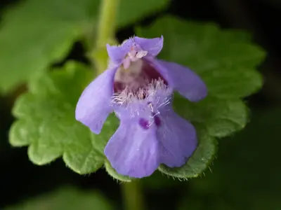 Glechoma hederacea 511684460