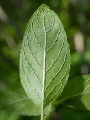 Clinopodium vulgare 511684535