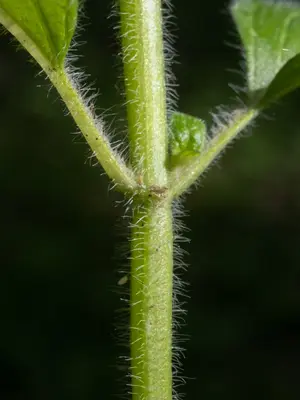 Clinopodium vulgare 511684505