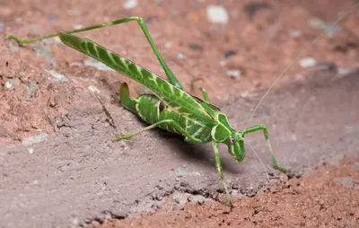 Insara elegans 48337753 (cropped)