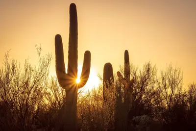 Catalina State Park, Tucson, Arizona, USA 2024 32