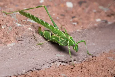 Insara elegans 48337753