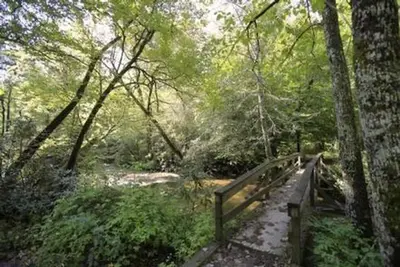 White Pine South Group Camp bridge