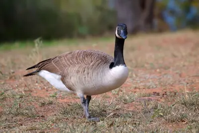 Canada Goose Inks Lake State Park 2024