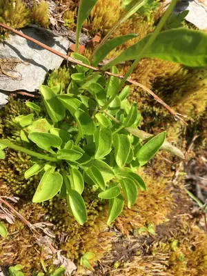 Parnassia cirrata intermedia 47671978