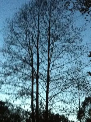Back light Tree