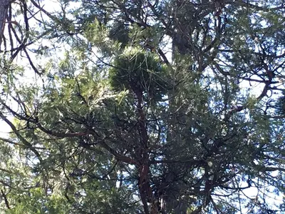 Incense Cedar Broom Rust (39963020330)