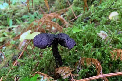 Cortinarius violaceus 101944761