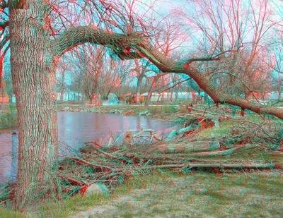 Flickr - jimf0390 - JimF 04-01-10-0035a driftwood from the flood on the Raccoon river Sac City, IA