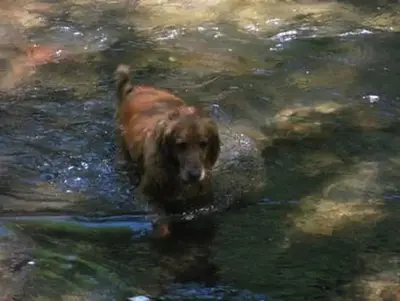 Camp Creek