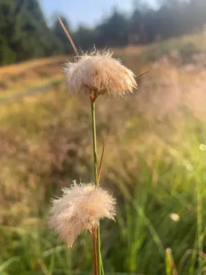 Eriophorum virginicum 50821337