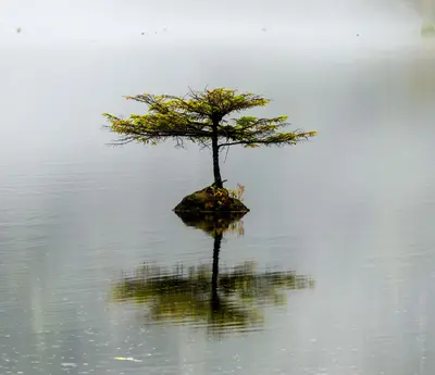 Lonely tree at Fairy lake (cropped)