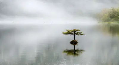 Lonely tree at Fairy lake