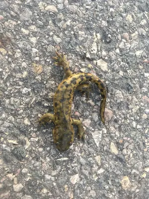 Ambystoma mavortium diaboli 24666746