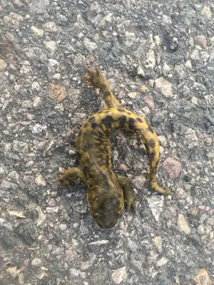 Ambystoma mavortium diaboli 24666764