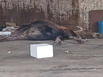 Moose carcass at a solid waste facility, Homer, Alaska