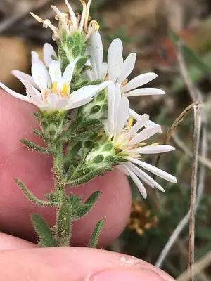 Symphyotrichum falcatum 155694687