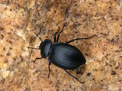 Stenomorpha polita